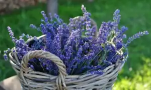Как сушить лаванду в домашних условиях?