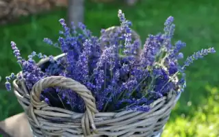 Как сушить лаванду в домашних условиях?