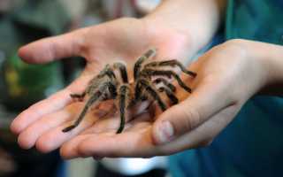 Как «подружиться» с паучками и перестать их бояться навсегда?