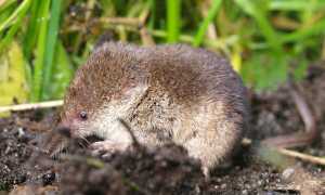 Простые способы как избавиться от землеройки в саду