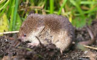 Простые способы как избавиться от землеройки в саду