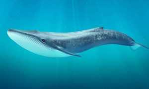 Как общаются киты: рассказывают ученые о своих исследованиях