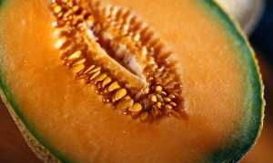 Самые интересные факты о половых органах мужчины и женщины: удивительные открытия