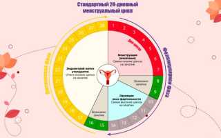 Клитор и цикл: как меняется чувствительность в разные дни менструации