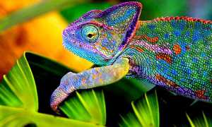 Мимикрия: что это такое простыми словами и примерами