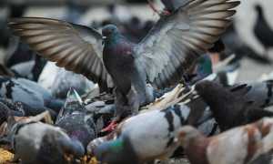 Действенные методы как отвадить голубей от вашего участка