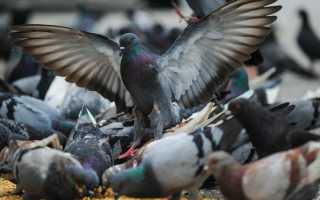 Действенные методы как отвадить голубей от вашего участка
