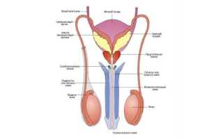 Вкус спермы: от чего зависит и как его улучшить для здоровья?