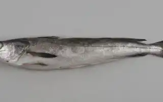 Сколько варить рыбу хек по времени?