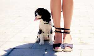 Зачем собака лижет ноги человека? Узнайте причины и факты