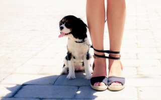 Зачем собака лижет ноги человека? Узнайте причины и факты