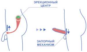 Пропала чувствительность на члене? Как вернуть ощущения и кайф для полноценной жизни