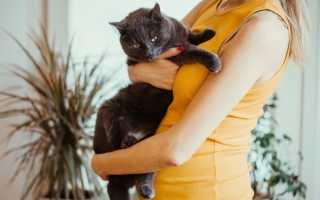 Почему возникает аллергия на кошек и как с ней бороться: советы и рекомендации