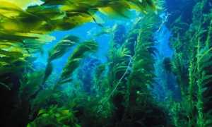 Маска для лица из водорослей