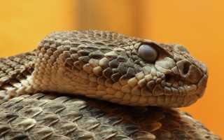 Как общаются гремучие змеи: отвечают эксперты и делятся опытом
