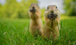 Факты про животных для расширения кругозора и общего развития