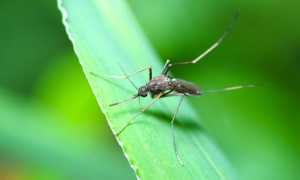 Эффективные советы по уничтожению комаров в вашем саду