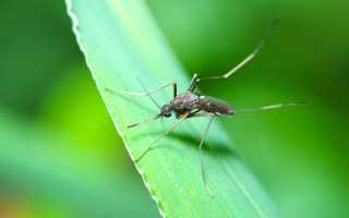 Эффективные советы по уничтожению комаров в вашем саду