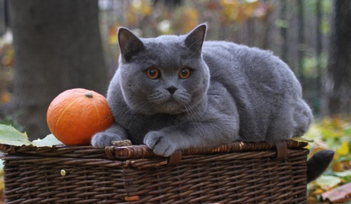 британская короткошерстная