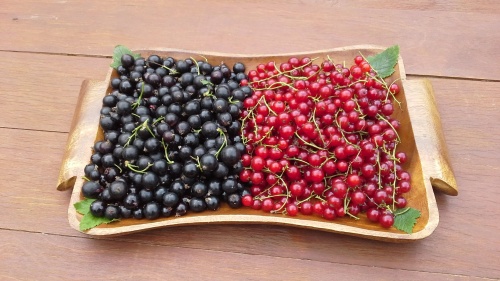 Красная и черная смородина