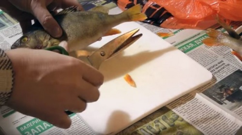 Чистка окуня ножницами