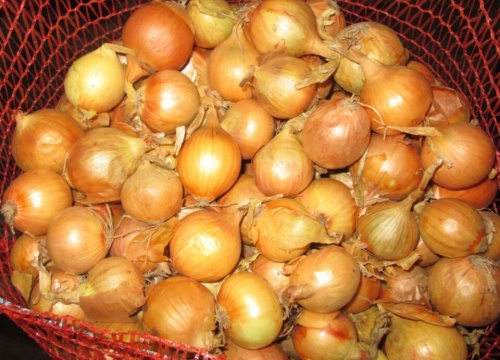 Лук в сетке