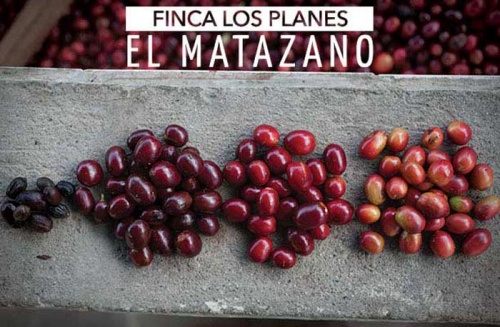 Finca Los Planes