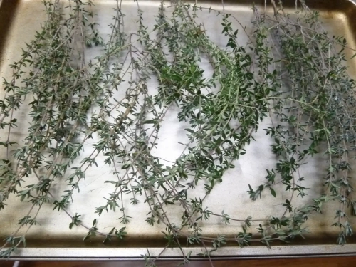 Когда собирать чабрец для сушки Когда собирать чабрец для сушки