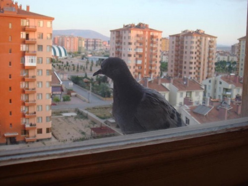 Если голубь хотел залететь в окно, но не залетел