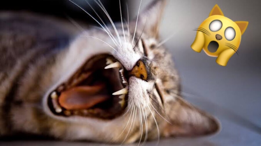 фобия кошек
