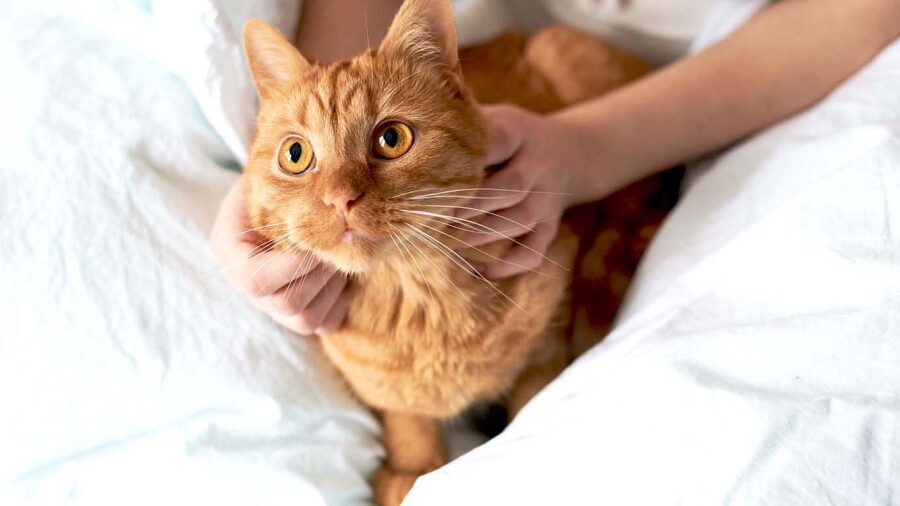 аллергия на кошек