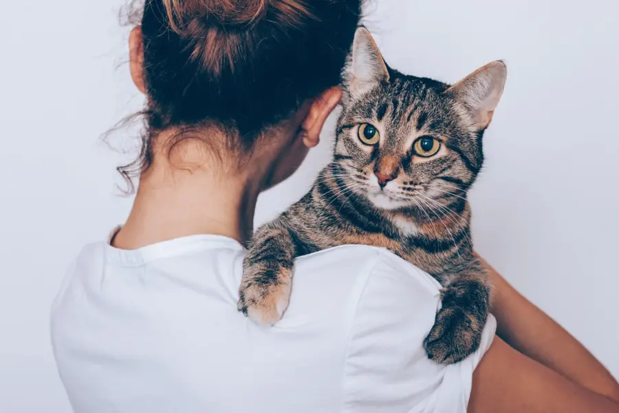 аллергия на кошек