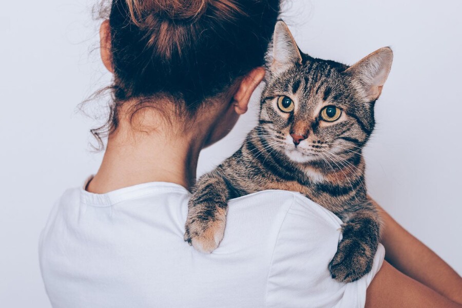 аллергия на кошек