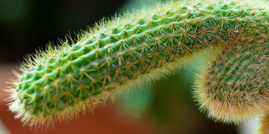 колючий кактус