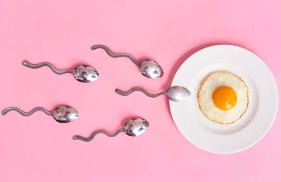 инсталляция сперматозоиды и яйцеклетка