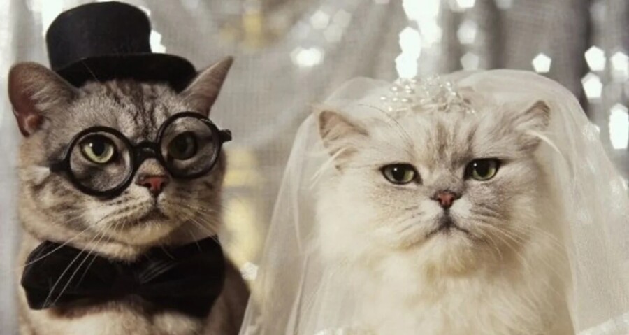 Серьезные отношения с богатым