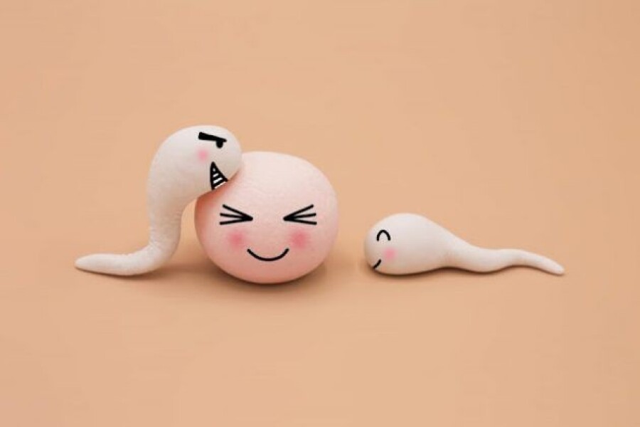 яйцеклетка и сперматозоиды