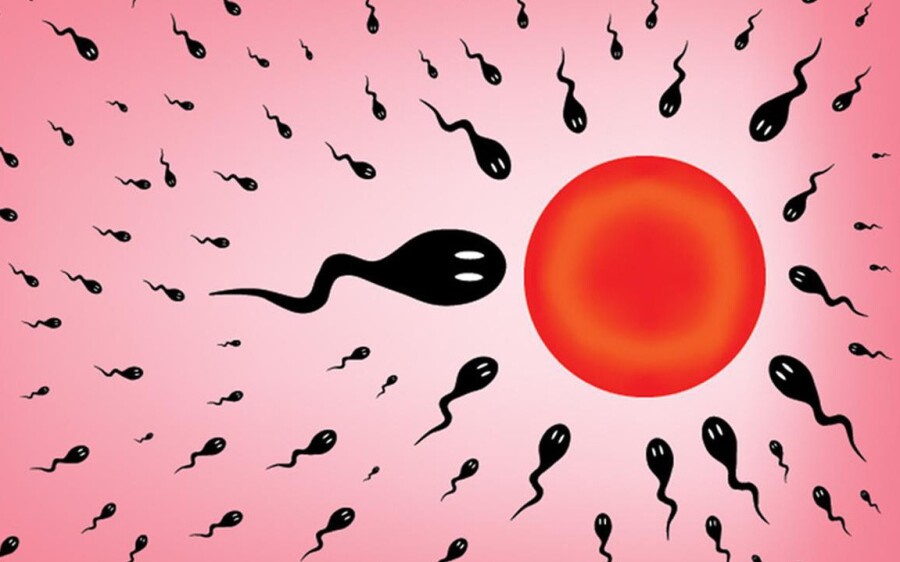 сперматозоид