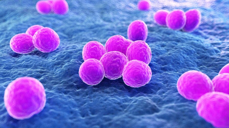 Как победить стафилококк