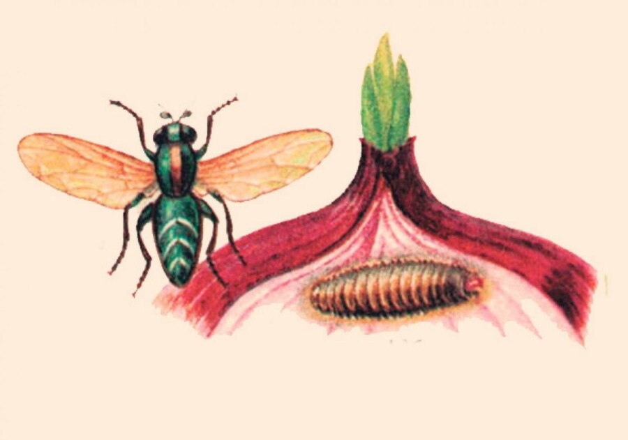 методы борьбы с луковой мухой