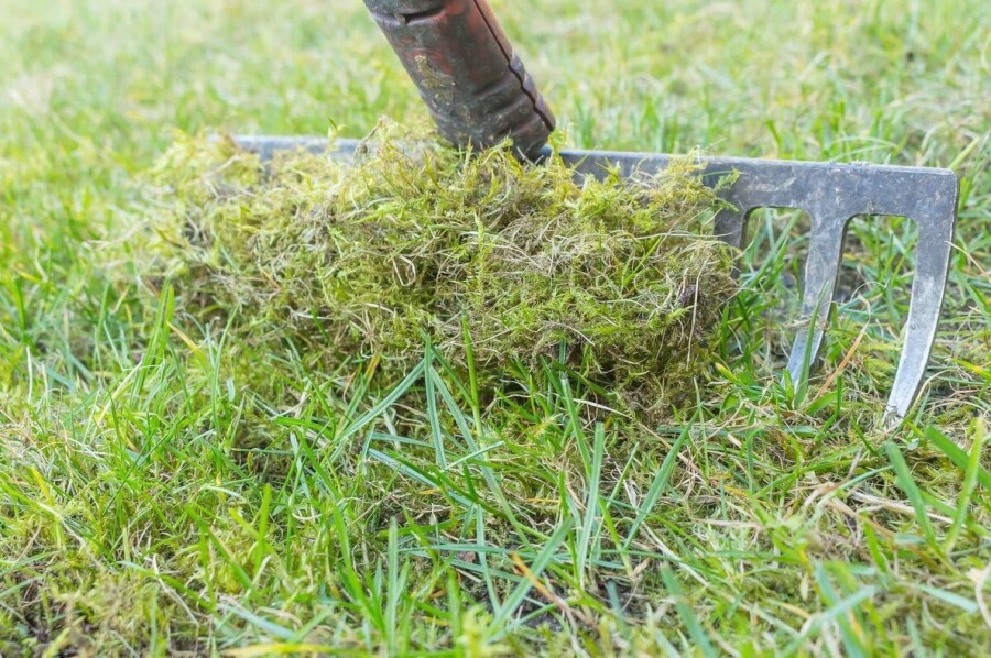 как избавиться от мха