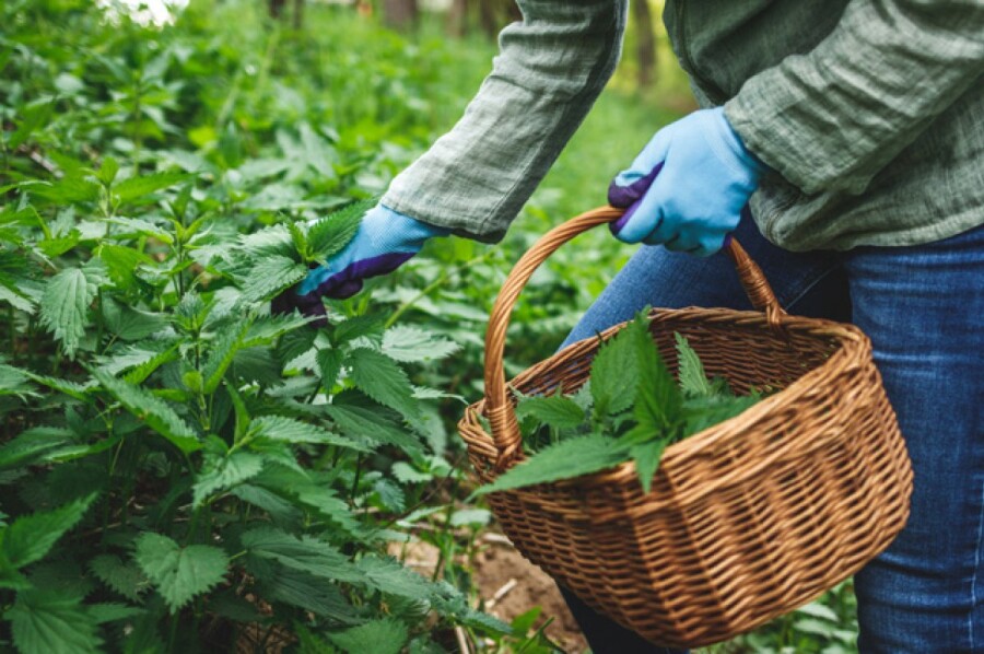 как избавиться от крапивы
