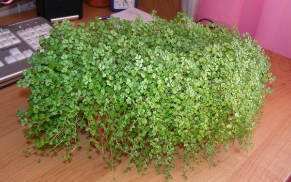 солейролия комнатная